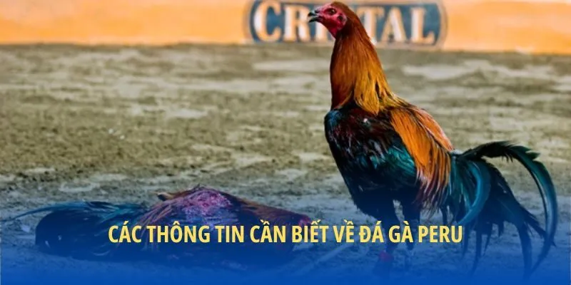 Các thông tin cần biết về đá gà Peru