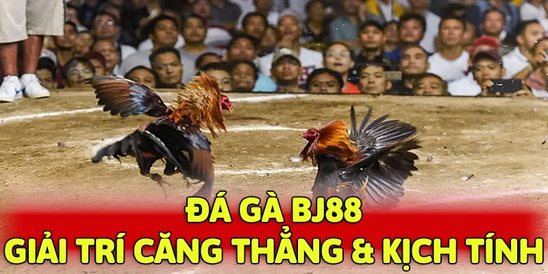 Đá gà BJ88 - một trong những hình thức giải trí hấp dẫn tại nhà cái
