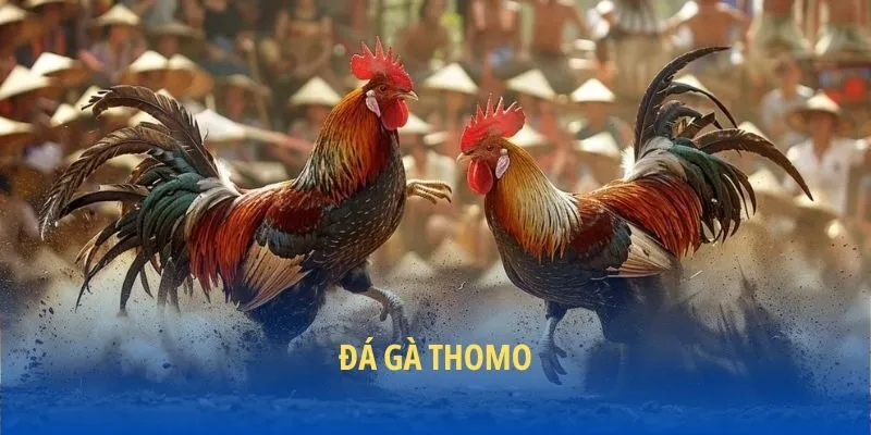 Giới thiệu đá gà thomo