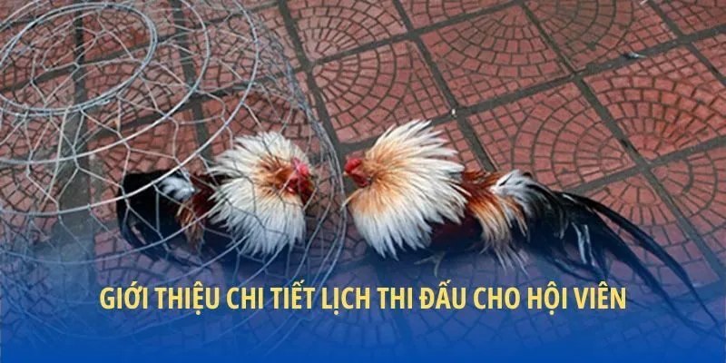 Giới thiệu chi tiết lịch thi đấu cho hội viên