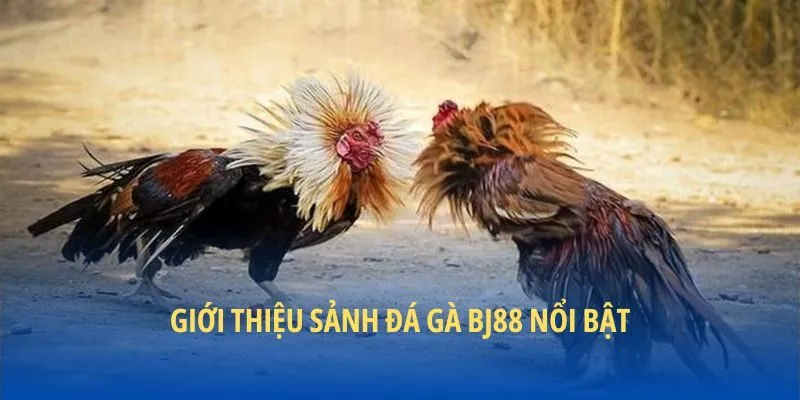 Giới thiệu sảnh đá gà BJ88 nổi bật