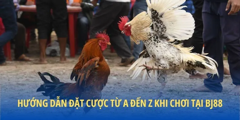 Hướng dẫn đặt cược từ a đến z khi chơi tại BJ88