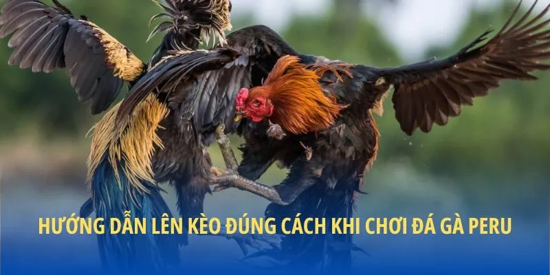 Hướng dẫn lên kèo đúng cách khi chơi đá gà Peru