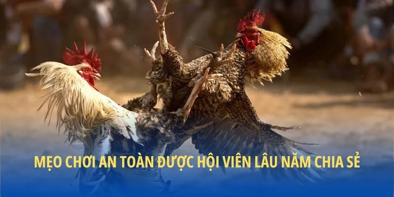 Mẹo chơi an toàn được hội viên lâu năm chia sẻ