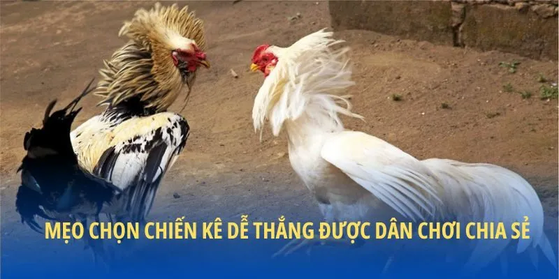 Mẹo chọn chiến kê dễ thắng được dân chơi chia sẻ