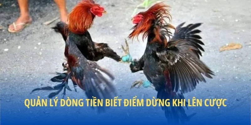 Quản lý dòng tiền biết điểm dừng khi lên cược