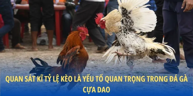Quan sát kĩ tỷ lệ kèo là yếu tố quan trọng trong đá gà cựa dao