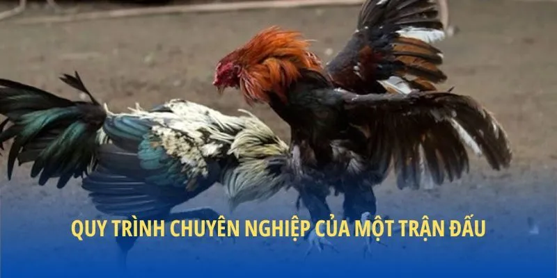 Quy trình chuyên nghiệp của một trận đấu