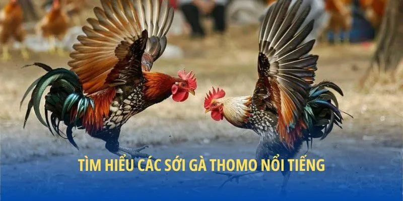 Tìm hiểu các sới gà thomo nổi tiếng