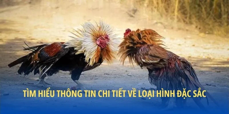 Tìm hiểu thông tin chi tiết về loại hình đặc sắc